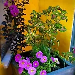 Higos Chumbos, Compartido בית הארחה