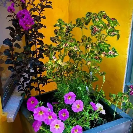 Higos Chumbos, Compartido Guest house